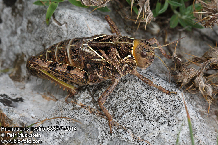 Prionotropis hystrix 6867-7-2014 EN: European Giant Steppe Grasshopper