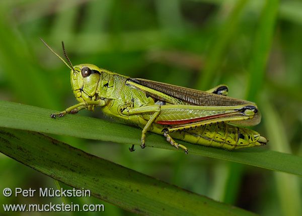 saranče tlustá - Stethophyma grossum
IMG 3800

UK: Large Marsh Grasshopper CZ: Saranče DE: Sumpfschrecke LAT: Mecostethus grossus