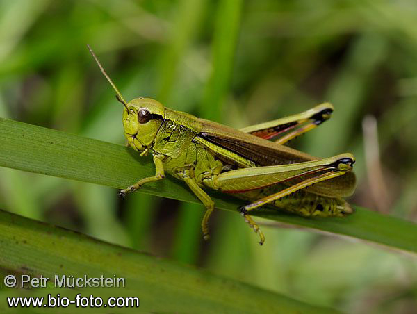 saranče tlustá - Stethophyma grossum
IMG 3803

UK: Large Marsh Grasshopper CZ: Saranče DE: Sumpfschrecke LAT: Mecostethus grossus