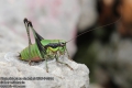 Eupholidoptera-chabrieri-6695-7-2014.jpg