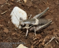 Pholidoptera-dalmatica-6884-7-2014.jpg