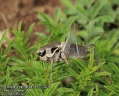 Pholidoptera-dalmatica-6893-7-2014.jpg