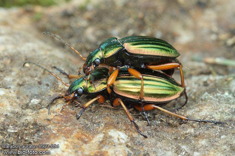 Carabus auratus 8951-09-4 UK: Golden ground beetle DE: Goldlaufkäfer SK: bystruška zlatistá CZ: střevlík zlatitý zlatý PL: Biegacz złocisty DK: Stor guldløber NL: Gouden loopkever 