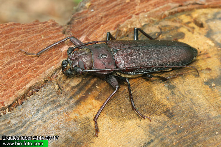 Ergates faber 4144-09-17 CZ: tesařík zavalitý DE: Der Mulmbock Zimmerbock UK: Giant horned beetle SK: Fuzáč zavalitý HU: Ácscincér PL: Borodziej próchnik Cerambycidae 