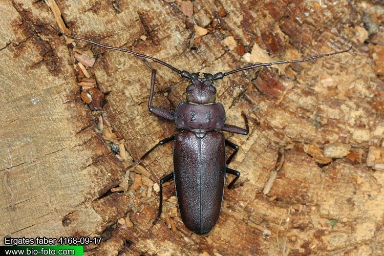 Ergates faber 4168-09-17 CZ: tesařík zavalitý DE: Der Mulmbock Zimmerbock UK: Giant horned beetle SK: Fuzáč zavalitý HU: Ácscincér PL: Borodziej próchnik Cerambycidae 