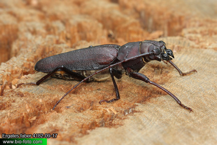 Ergates faber 4182-09-17 CZ: tesařík zavalitý DE: Der Mulmbock Zimmerbock UK: Giant horned beetle SK: Fuzáč zavalitý HU: Ácscincér PL: Borodziej próchnik Cerambycidae 