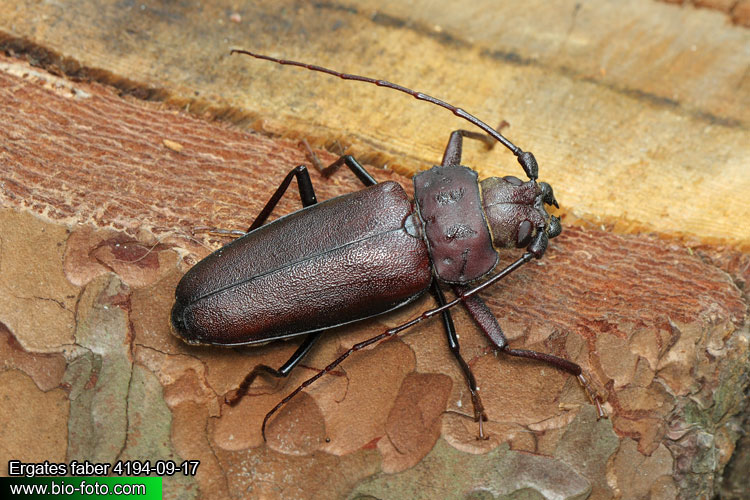 Ergates faber 4194-09-17 CZ: tesařík zavalitý DE: Der Mulmbock Zimmerbock UK: Giant horned beetle SK: Fuzáč zavalitý HU: Ácscincér PL: Borodziej próchnik Cerambycidae 