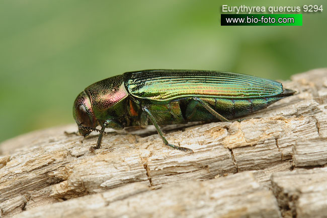 Eurythyrea quercus 9294 CZ: krasec dubový DE: Eckschildiger Glanz-Prachtkäfer UK: jewel beetle