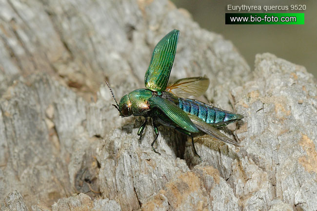 Eurythyrea quercus 9520 CZ: krasec dubový DE: Eckschildiger Glanz-Prachtkäfer UK: jewel beetle