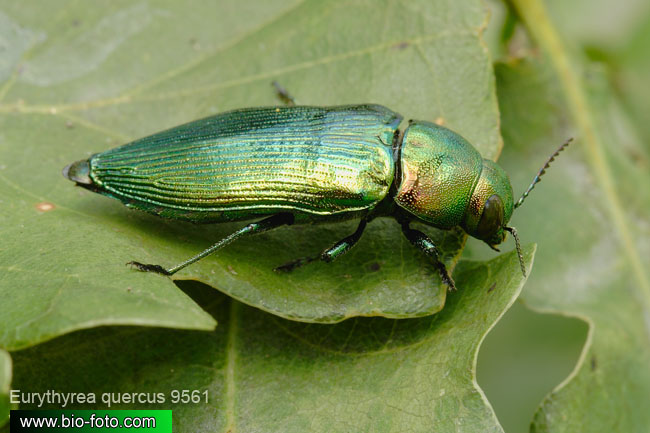 Eurythyrea quercus 9561 CZ: krasec dubový DE: Eckschildiger Glanz-Prachtkäfer UK: jewel beetle