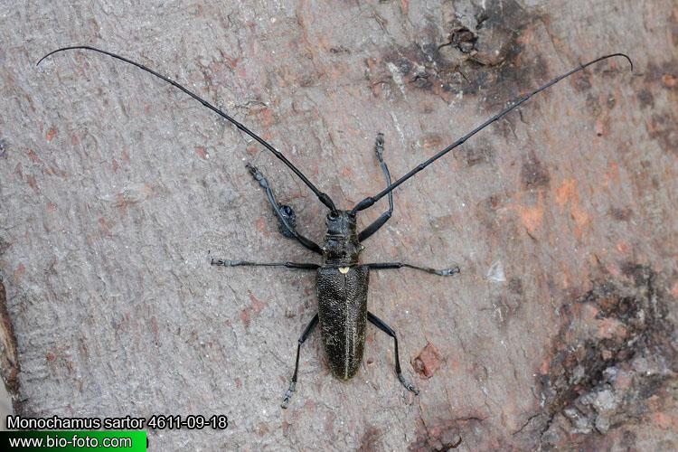 Monochamus sartor - kozlíček hvozdník
4611-09-18
DE: Waldbockkäfer Scheiderbock UK: long-horned beetle PL: Żerdzianka szewc SK: Vrzúnik pralesový 