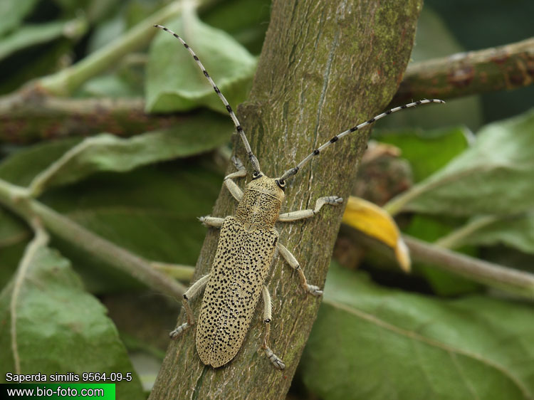 Saperda (=Anaerea) similis 9564-09-5 CZ: kozlíček UK: long-horned beetle DE: Seehundsbock 