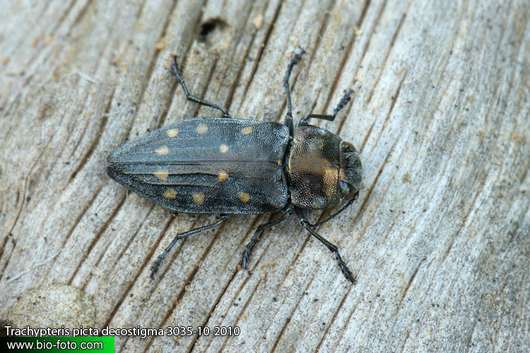 Trachypteris picta decostigma 3035-10-2010 CZ: krasec UK: Jewel Beetle DE: Gefleckter Zahnrand-Prachtkäfer 