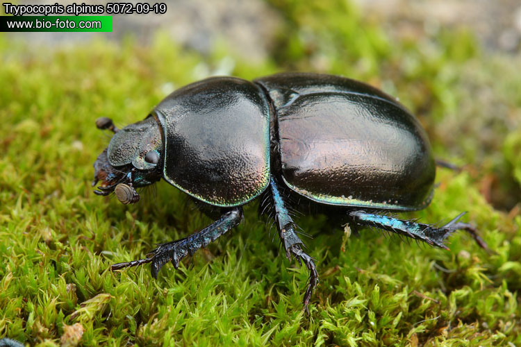 Trypocopris alpinus 5072-09-19 CZ: chrobák alpský DE: Mistkäfer Alpenmistkäfer FR: Géotrupe SLO: gorski govnač UK: Mountain dung beetle 