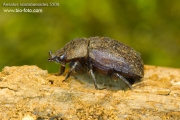 Aesalus scarabaeoides - roháček IMG 5308 UK: Stag beetle DE: Kurzschröter SV: brunoxe
albums/brouci/thumb_Aesalus-scarabaeoides-web-IMG_5308.jpg