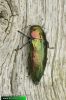 Eurythyrea quercus 9267 CZ: krasec dubový DE: Eckschildiger Glanz-Prachtkäfer UK: jewel beetle 
albums/brouci/thumb_Eurythyrea-quercus-web-IMG_9267.jpg