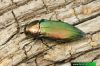 Eurythyrea quercus 9288 CZ: krasec dubový DE: Eckschildiger Glanz-Prachtkäfer UK: jewel beetle
albums/brouci/thumb_Eurythyrea-quercus-web-IMG_9288.jpg