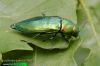 Eurythyrea quercus 9561 CZ: krasec dubový DE: Eckschildiger Glanz-Prachtkäfer UK: jewel beetle
albums/brouci/thumb_Eurythyrea-quercus-web-IMG_9561.jpg