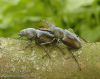 Lucanus-cervus-rohac-obecny-stag-beetle-hirschkafer-IMG_1896.jpg