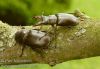 Lucanus-cervus-rohac-obecny-stag-beetle-hirschkafer-IMG_1899.jpg