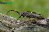 kozlíček smrkový - Monochamus sutor
IMG 2500

UK: small white-marmorated long-horned beetle DE: Schusterbock SK: vrzúnik smrekový 
albums/brouci/thumb_Monochamus-sutor-IMG_2500.jpg