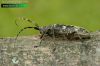 Monochamus sutor 2560 CZ: kozlíček smrkový UK: small white-marmorated long-horned beetle DE: Schusterbock SK: vrzúnik smrekový 
albums/brouci/thumb_Monochamus-sutor-IMG_2560.jpg