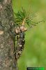 kozlíček smrkový - Monochamus sutor
IMG 2577

UK: small white-marmorated long-horned beetle DE: Schusterbock SK: vrzúnik smrekový 
albums/brouci/thumb_Monochamus-sutor-IMG_2577.jpg