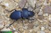 Pachycarus (Mystropterus) cyaneus 2587-9-2010
CZ: střevlík UK: Ground-beetle 
albums/brouci/thumb_Pachycarus-cyaneus-2587-9-2010.jpg