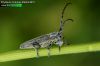 Phytoecia (Pilemia) hirsutula 2564-9-2010 CZ: kozlíček UK: longhorned beetle DE: Bockkäfer
albums/brouci/thumb_Phytoecia-hirsutula-2564-9-2010.jpg