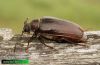 Prionus-coriarius-tesarik-piluna-cerambycidae-sawyer-beetle-muckstein-IMG_1443.jpg