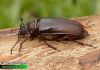 Prionus-coriarius-tesarik-piluna-cerambycidae-sawyer-beetle-muckstein-IMG_1464.jpg