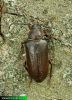 Prionus-coriarius-tesarik-piluna-cerambycidae-sawyer-beetle-muckstein-IMG_1477.jpg
