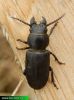 Spondylis-buprestoides-tesarik-borovy-Cerambycidae-IMG1035.jpg
