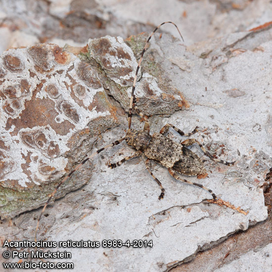 Acanthocinus reticulatus 8983-8-2014