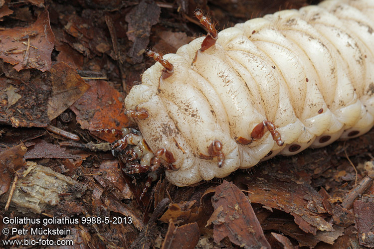 Goliathus goliathus larva CZ: goliáš africký, zlatohlávek goliáš, larva goliáše ENG: Goliath Beetle, larva, grub DE: Goliathus Rosenkäfer Larve 
9988-5-2013
