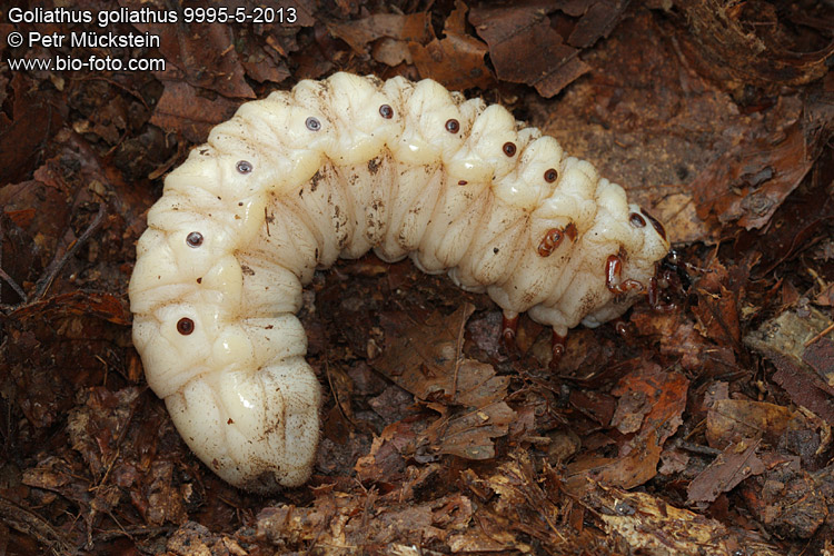 Goliathus goliathus larva CZ: goliáš africký, zlatohlávek goliáš, larva goliáše ENG: Goliath Beetle, larva, grub DE: Goliathus Rosenkäfer Larve 
9995-5-2013