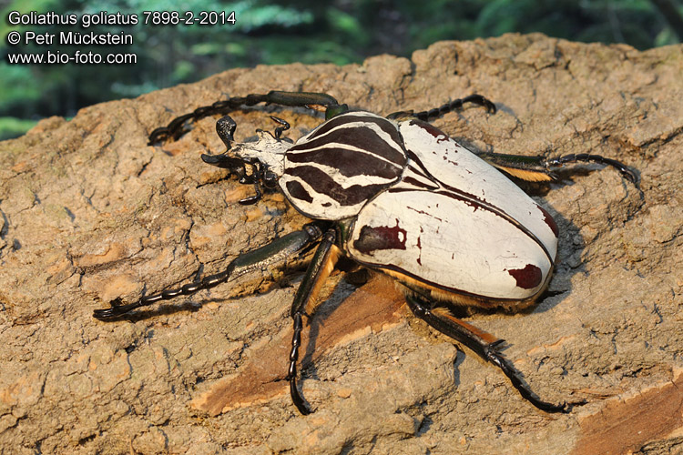 Goliathus goliatus quadrimaculatus CZ: goliáš africký, zlatohlávek goliáš ENG: Goliath Beetle DE: Goliathus Rosenkäfer 
7898-2-2014