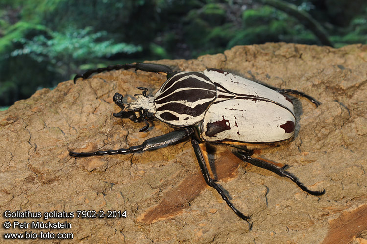 Goliathus goliatus quadrimaculatus CZ: goliáš africký, zlatohlávek goliáš ENG: Goliath Beetle DE: Goliathus Rosenkäfer 
7902-2-2014