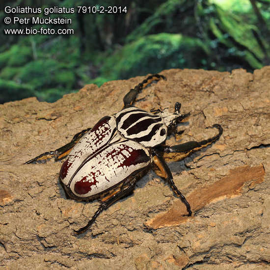 Goliathus goliatus albatus CZ: goliáš africký, zlatohlávek goliáš ENG: Goliath Beetle DE: Goliathus Rosenkäfer 
7910-2-2014