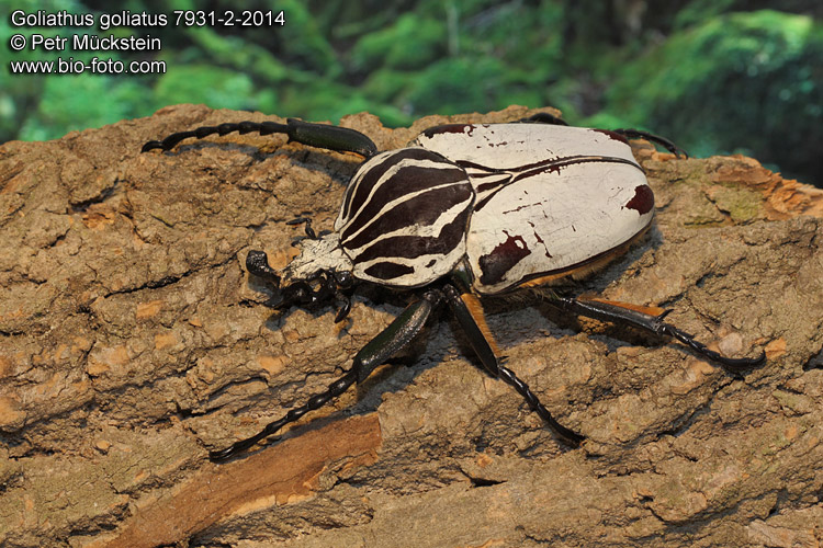 Goliathus goliatus quadrimaculatus
7931-2-2014
CZ: goliáš africký, zlatohlávek goliáš ENG: Goliath Beetle DE: Goliathus Rosenkäfer 
Cameroon, Konye vill.