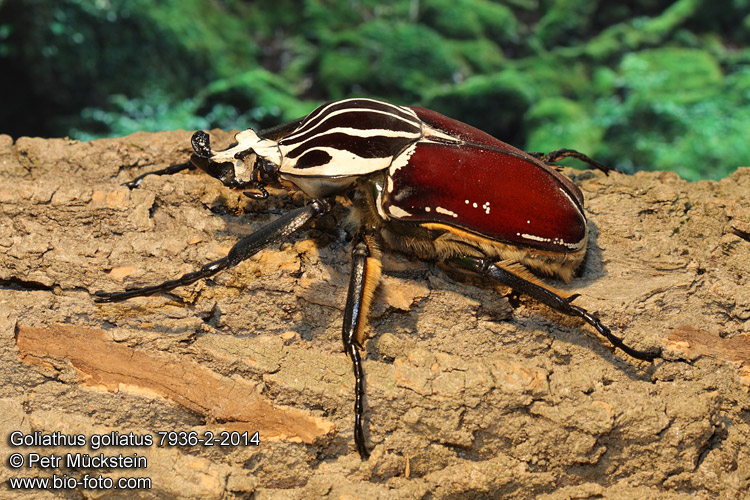Goliathus goliatus
7936-2-2014
CZ: goliáš africký, zlatohlávek goliáš ENG: Goliath Beetle DE: Goliathus Rosenkäfer
Cameroon, Konye vill.