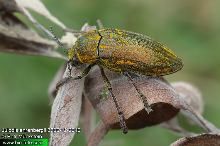 Julodis ehrenbergii 3706-12-2010 CZ: krasec UK: jewel beetle 
