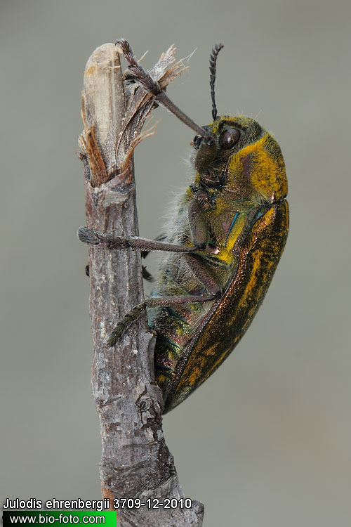 Julodis ehrenbergii 3709-12-2010 CZ: krasec UK: jewel beetle 