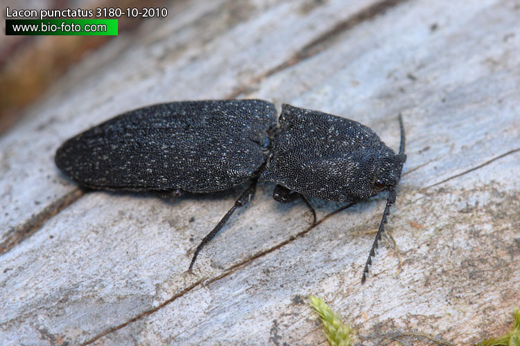 Lacon punctatus 3180-10-201 CZ: kovařík UL Click beetle 