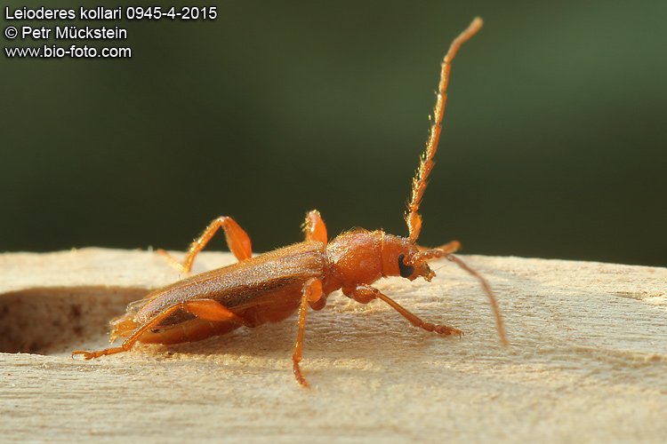 Leioderes kollari 0945-4-2015 CZ: tesařík
Cerambycidae