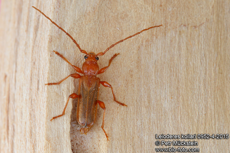 Leioderes kollari 0952-4-2015 CZ: tesařík
Cerambycidae