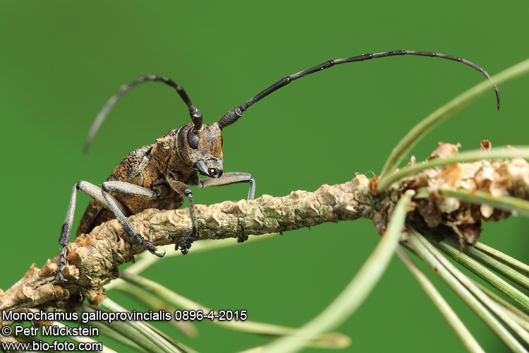 Monochamus galloprovincialis pistor 0896-4-2015 CZ: kozlíček sosnový
Cerambycidae