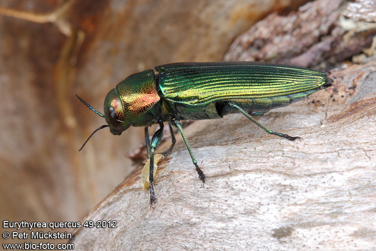 Eurythyrea quercus 4915-2012 CZ: krasec dubový DE: Eckschildiger Glanz-Prachtkäfer UK: jewel beetle 