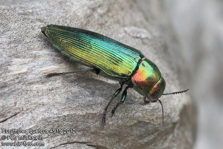 Eurythyrea quercus 4919-2012 CZ: krasec dubový DE: Eckschildiger Glanz-Prachtkäfer UK: jewel beetle