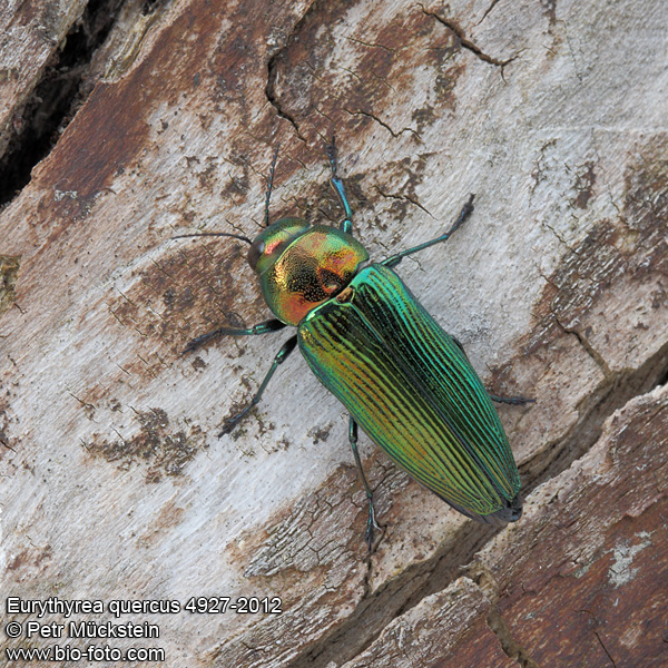 Eurythyrea quercus 4927-2012 CZ: krasec dubový DE: Eckschildiger Glanz-Prachtkäfer UK: jewel beetle
